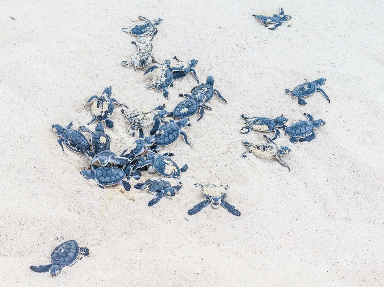 Newly hatched sea turtles sprout from the sand